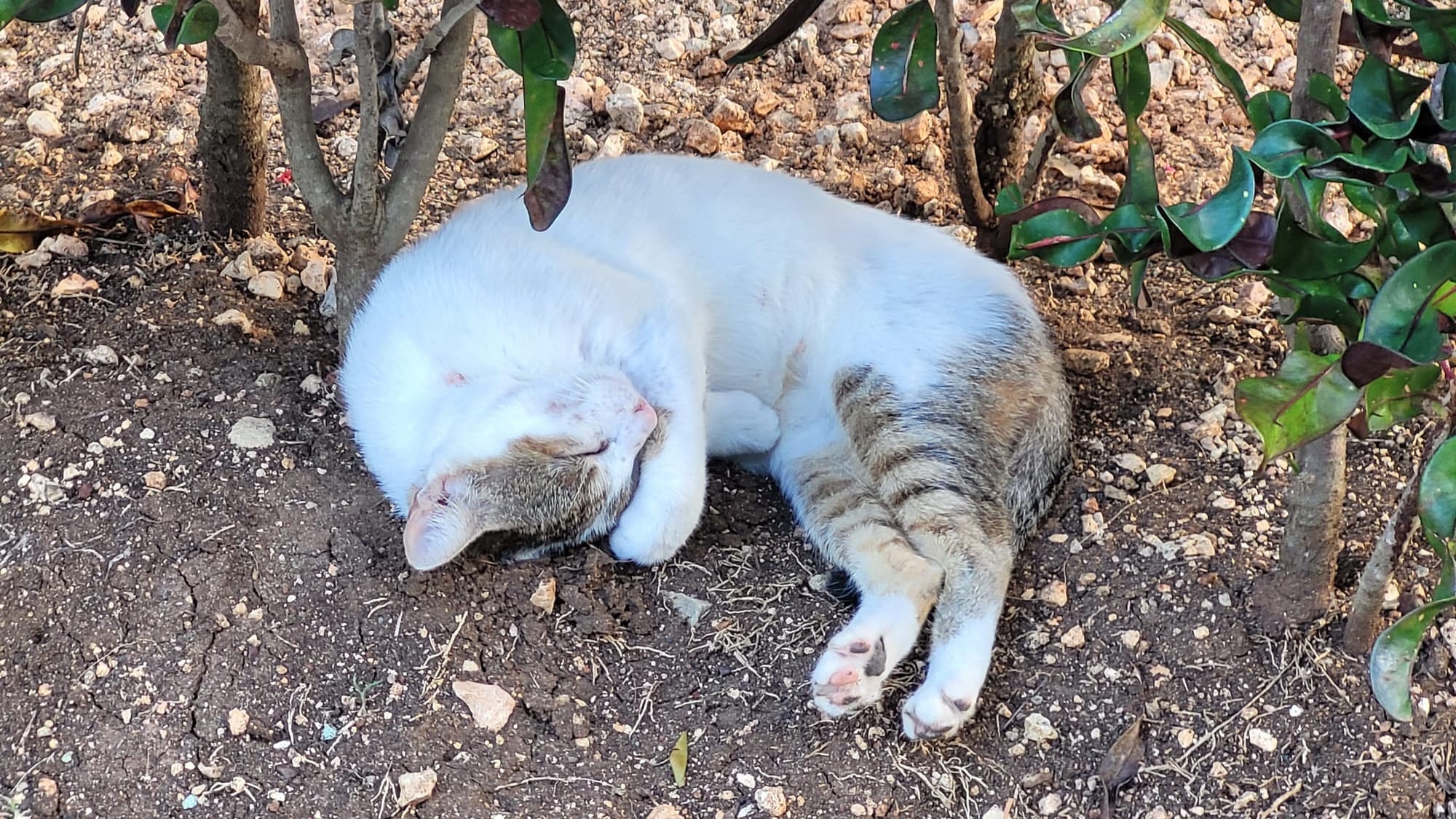 A wild white cat cuddles itself underneath some shrubs