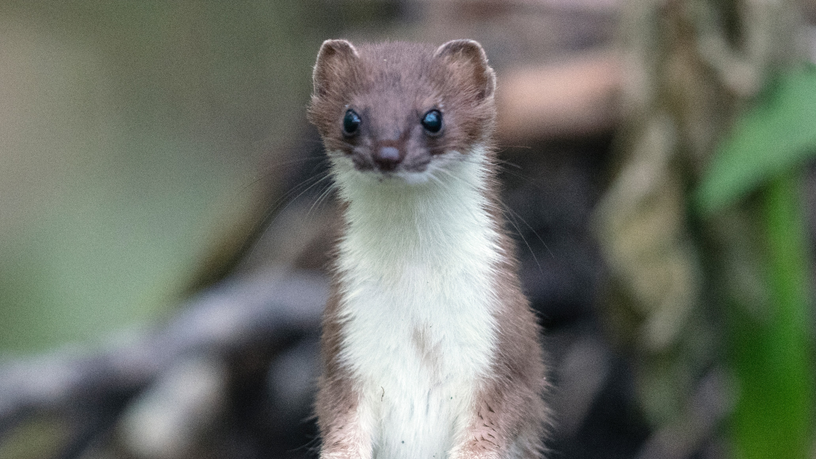 The Weasel's Argument for Health Care Privatization