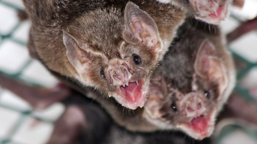 Two vampire bats, with open mouths, hanging from what appears to be a chainlink fence in the blurry background.